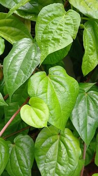Green betle plant (Piper betle) in the garden.
