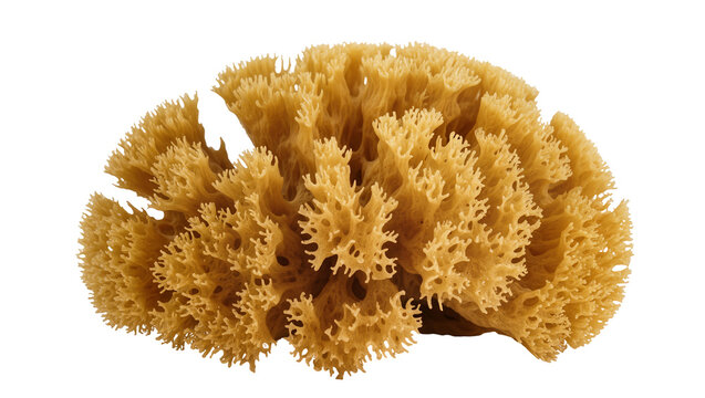 Natural porous yellow sea sponge, isolated on transparent background