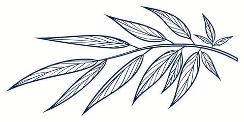 A single feather with intricate patterns and barbs visible © AC