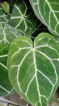 Anthurium crystallinum, the heart-shaped leaves plant, as known as "Kuping Gajah" (Elephant's Ear) in Indonesian.