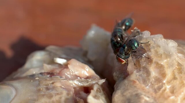 Oriental Latrine Blow Flies Feeding on Dead Fish Carrion Outdoors