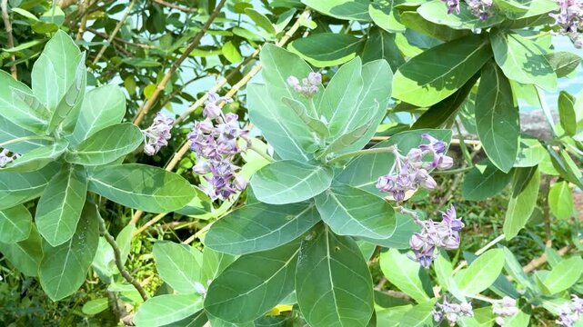 Purple Crown Flower Calotropis Gigantea Blossoms on Tropical Green Shrub
