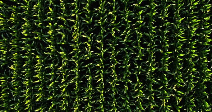 Aerial top-down view of a growing cornfield