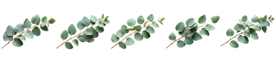 Photograph of fresh eucalyptus branches with round blue-green leaves, isolated on a transparent background. © IndustryPNG