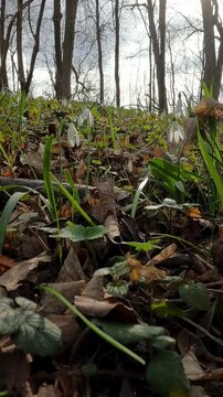 forest in spring. Ukrainian landscapes 4k. snowdrops blooming in the forest. spring day in the forest. first forest flowers
