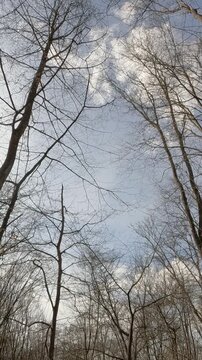 trees and sky. trees in the forest against the sky. tree branches without leaves against the sky. walk through the forest in the spring
