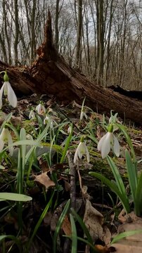 forest in spring. Ukrainian landscapes 4k. snowdrops blooming in the forest. spring day in the forest. first forest flowers