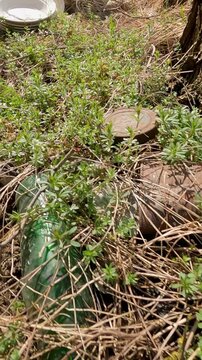 garbage in the forest. garbage in the park. garbage on the road. natural landfills. Ukrainian landscapes 4k. garbage in the environment