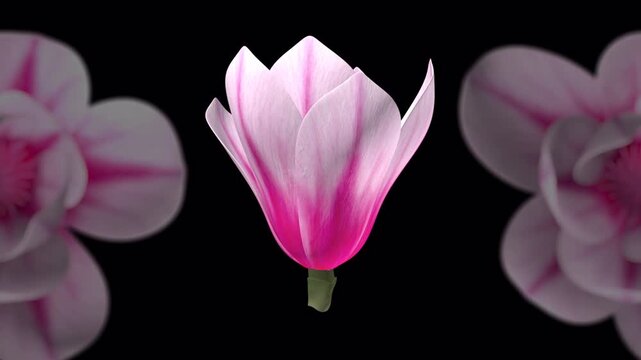 回転するピンクの木蓮の花、4K画質、背景透過のループ映像素材
