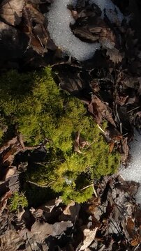  melting snow in the forest. melting snow in the spring. green moss under the snow