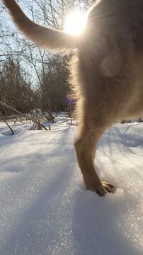 dog running in the snow. Ukrainian landscapes 4k. dog walking in the forest