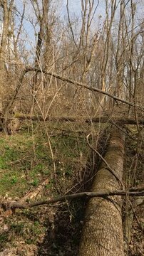 trunk of a tree in the forest. Ukrainian landscapes 4k. on a walk in the forest. fallen trees in the forest