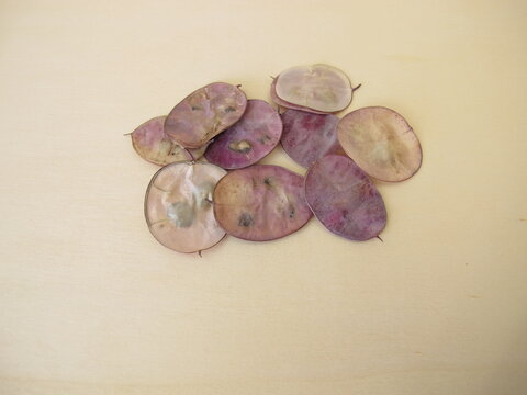 Ripe siliques with seeds of Honesty plant, lunaria annua