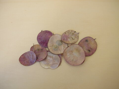 Ripe siliques with seeds of Honesty plant, lunaria annua