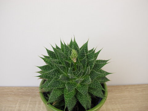 Guinea-fowl aloe with flower bud in flowerpot, Aristaloe aristata