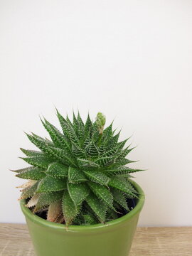 Guinea-fowl aloe with flower bud in flowerpot, Aristaloe aristata