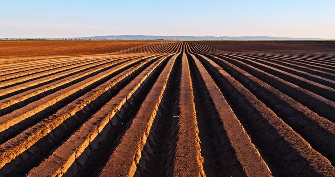 Agricultural furrows in a plowed field at sunset