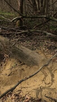 fox hole in the forest. walk through the forest in spring