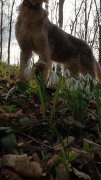 Ukrainian landscapes 4k. dog walking in the forest