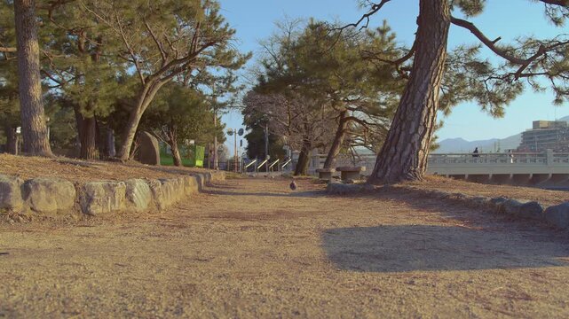 早朝の京都の鴨川デルタの公園