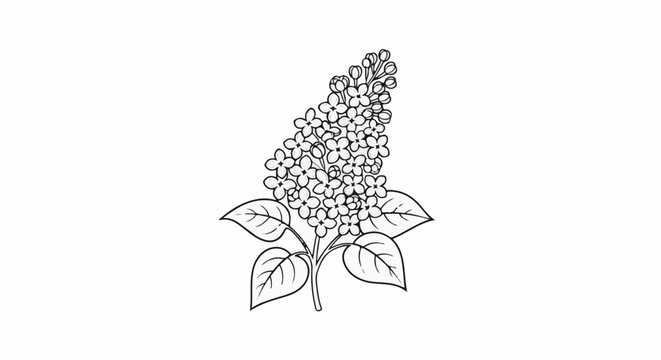 Delicate black and white line art sketch of a blooming lilac flower cluster with leaves