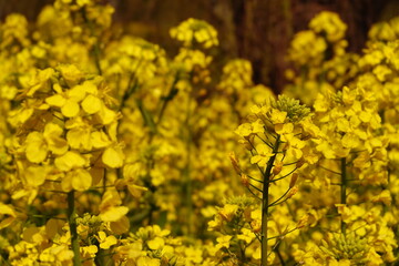Obraz premium Vibrant yellow rapeseed flowers bloom in a dense field under bright sunlight. The shallow depth of field creates a beautiful bokeh effect, highlighting delicate petals. Perfect for spring themes.