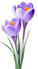 Fototapeta premium Two Purple Crocus Flowers with Green Stems violet white