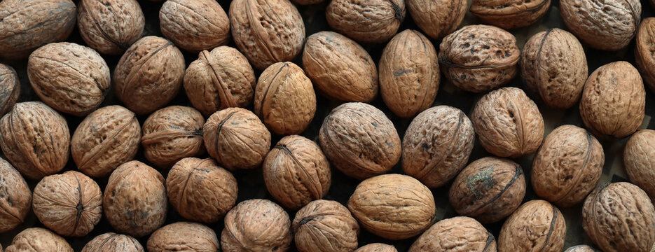 Round brown walnuts in big pile on table close up. Large amount of brown walnuts
