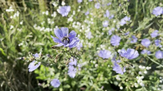 medical plant chicory growing in the meadow	