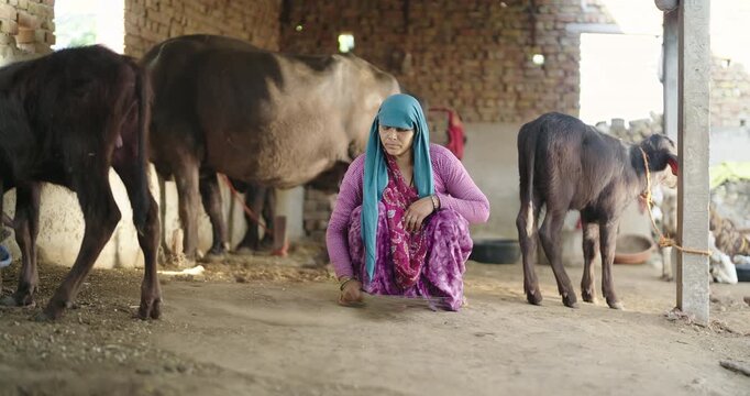 Indian mature villager lady woman mother sitting do work clean mud floor indoor cattle shed farm rural area. female use broom sweep maintain shelter new day time  desi life village ground place 