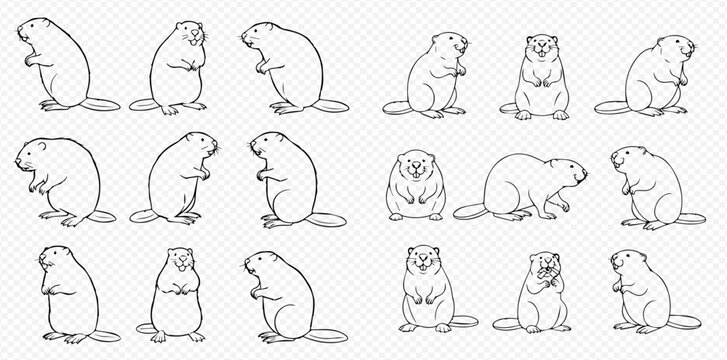 Set of outline drawings of groundhogs in various poses, isolated on a transparent background, perfect for educational materials or wildlife illustrations.