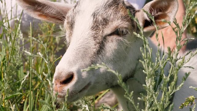 Portrait of adorable black and white little goat chewing grass with woman hands outdoor sunny meadow closeup. Female stroking funny farm animal baby goatling grazing pasture at natural sunlight field