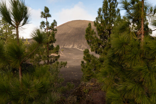 Chinyero volcano in Tenerife surrounded by pine forest landscape