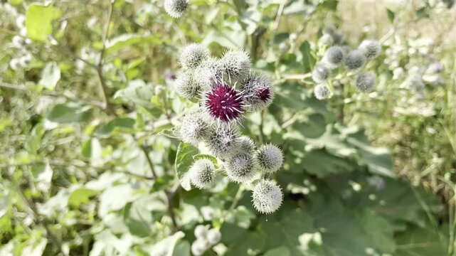 blooming burdock growing on the lawn	