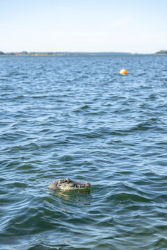 Fake crocodile floating on water in Svendborg Denmark outdoors
