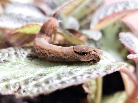 Deilephila Elpenor, the elephant hawk moth, is a moth in the butterfly family Sphingidae,
caterpillars, eating the leaves of natural food plants. Elephant caterpillars walking on leaves.