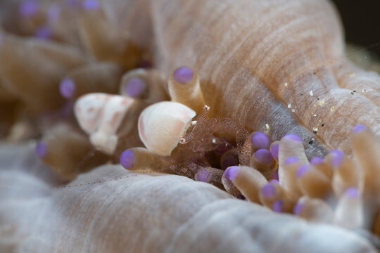 Peacock tail shrimp Periclimenes brevicarpallis in Lembeh Strait Indonesia