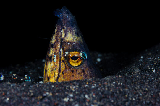 Eel partially hidden in sand underwater in Lembeh Strait Indonesia