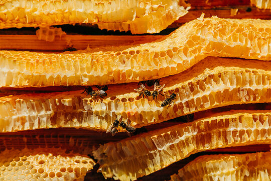 Honeycomb with wild bees on wooden hive in spring at small apiary