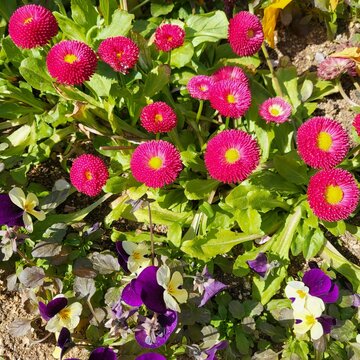 Pink pomponette English daisies and purple pansies in a spring garden