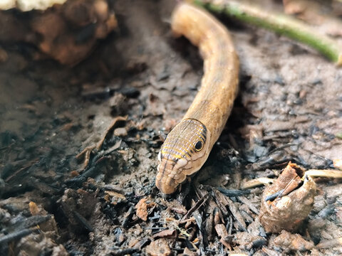 Deilephila Elpenor, the elephant hawk moth, is a moth in the butterfly family Sphingidae,
caterpillars, eating the leaves of natural food plants. Elephant caterpillars walking on leaves.
