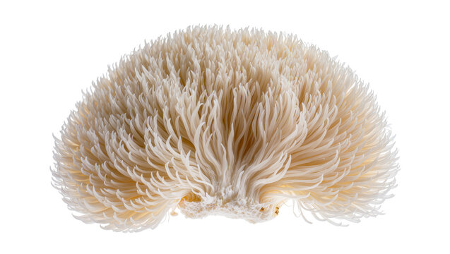 Creamy white Lion s Mane mushroom with cascading tendrils, isolated on transparent background