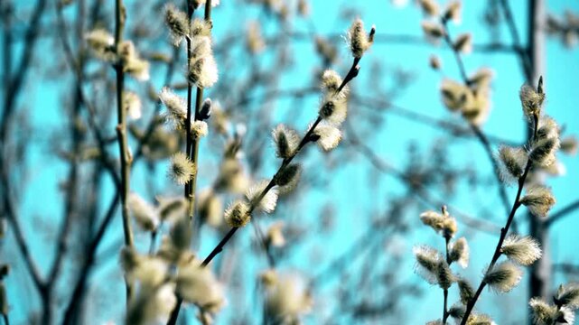 Blossoming willow in the early spring on a background of blue sky

