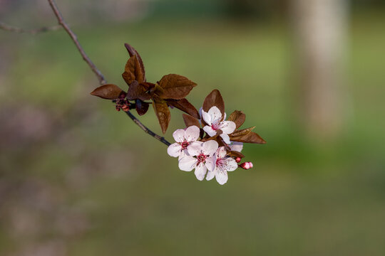 close up of beautiful pink flowers on a cherry plum tree , prunus cerasifera, blooming at springtime on a green background, macro photography