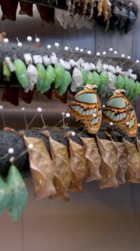butterfly cocoon in the incubator. selective focus.