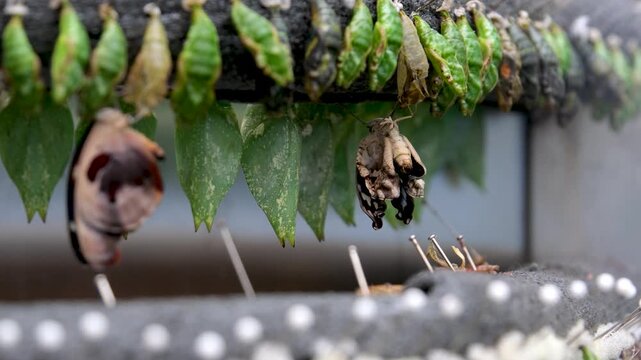 butterfly cocoon in the incubator. selective focus.