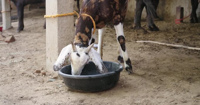 Indian village young goat standing cattle shed inside rural area. animal tied rope concrete pillar eat dry fodder black plastic bowl mud floor new day time indoor farming place