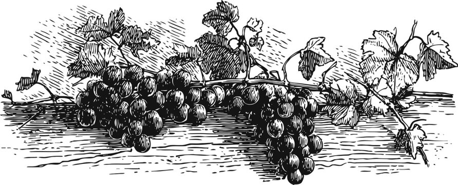 Vintage illustration of grapevine with clusters of grapes and detailed leaves in black ink