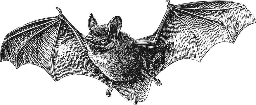 Flying bat illustration with outstretched wings in detailed hand drawn style, nocturnal mammal sketch