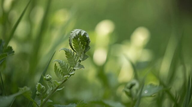 Unfurling fern frond in the forest, close-up of a young green fiddlehead plant growing in nature with soft bokeh background.